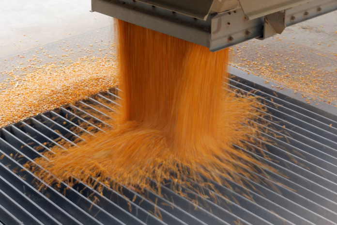 El maíz sostiene la liquidación del agro, pero el ingreso anual sigue por debajo de 2025