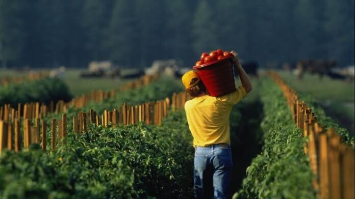 Granja en Estados Unidos ofrece empleo temporal para mexicanos con sueldo de 35 mil pesos mensuales